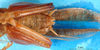 CollectionObject 1500129; d1d5b954-18e2-488a-9598-f042ad5af5ee: male abdomen tip, ventral view (syntype). (CollectionObject).