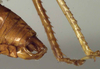 CollectionObject 1502149; 86f71904-2300-40d8-9a46-0ae9ce868b3f: male cerci (syntype of Anthracites kilimandjaricus). (CollectionObject).