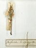 CollectionObject 1562385; 30872003-2149-4ff1-9d42-d6c293e49174: copyright MNHN, Paris. male (holotype). (CollectionObject).