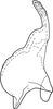 Stylus on Drabescus sirunkensis Evans, 1972: Stylus, ventral view (holotype). (Observation).