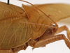 CollectionObject 1534698; 58741ca7-5560-4d6e-86e4-63bc64c44b87: female pronotum, lateral view (syntype). (CollectionObject).