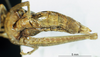 CollectionObject 1574010; eddb5be3-67cf-40d0-bf7c-026724bc1c9d: female abdomen, ventral view (paratype). (CollectionObject).