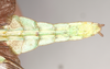 CollectionObject 1563454; 0830d837-4039-465a-a532-c44ed5893def, NHMUK(SF IMPORT DUPLICATE) 845228: copyright Natural History Museum, London. male: end of abdomen, ventral view (holotype). (CollectionObject).