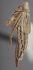 Habitus, lateral view on Athysanella (Gladionura) curtipennis (Gillette & Baker, 1895): Lateral. (Observation).