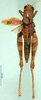 CollectionObject 1502789; 48972000-6978-4ffd-afb9-c53d6e3bfd5c: female, dorsal view (paratype). (CollectionObject).
