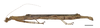CollectionObject 1596258; 825f9f90-e348-4b8a-a1cc-9df1a3a6136e: copyright NKUM Nankai. female, lateral view (holotype). (CollectionObject).