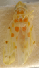Habitus, dorsal view: !! display not done !! on Qadria Mahmood, 1967: Habitus (Q. pakistanica Ahmed, USNM collection). (Observation).