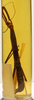 CollectionObject 1559216; fa3eb521-8441-49e6-8d78-cb9e9ec29f57: copyright MNHN, Paris. female (syntype). (CollectionObject).;CollectionObject 1559217; 3cc8356c-b9c7-4d12-a42a-6cdfc7506830: copyright MNHN, Paris. female (syntype). (CollectionObject).
