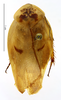 CollectionObject 1587337; MNHN(SF IMPORT DUPLICATE) MNHN-EP-EP1365, d68b6114-ac4a-4d03-9c1a-6f1074ed4282: CC BY-NC-ND 4.0/MNHN - Depraetere Marion - 2014. Paratype, female, of incisura Grandcolas, 1994. Specimen number: MNHN-EP-EP1365. http://coldb.mnhn.fr/catalognumber/mnhn/ep/ep1365. (CollectionObject).