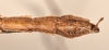 CollectionObject 1599504; 3967ffee-1fad-4cf2-98cc-df980b4e0213: copyright OUMNH. male: end of abdomen, ventral view of Xeroderus kirbii (paralectotype). (CollectionObject).