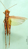 CollectionObject 1569218; c1ae6d35-0421-4613-ac23-34f6a0f3c5c3: female, dorsal view (syntype). (CollectionObject).