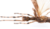 CollectionObject 1590113; 12f0d1aa-e2fd-4f0c-aace-b417936a0556: copyright ZSMC, Munich. female: head & thorax, dorsal view (holotype). (CollectionObject).