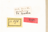 CollectionObject 1531297; 727f9087-bf3f-4eca-9c40-db81d8fce988: female, labels (holotype). (CollectionObject).