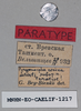 CollectionObject 1573871; 54b16a5e-6044-4187-920f-8acc25c797c1: male, labels (paratype). (CollectionObject).