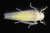 Live specimen: !! display not done !! on Typhlocyba modesta Gibson, 1917: (Observation).