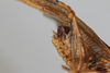 CollectionObject 2377037; 99ff1e1a-7b4d-4531-87d6-182d9fd02821: male, lateral view (syntype). (CollectionObject).