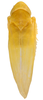 Habitus, dorsal view: !! display not done !! on Erasmoneura emeljanovi Dmitriev & Dietrich, 2007: Habitus (holotype, KSEM collection). (Observation).