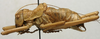 CollectionObject 1535976; eb9c2630-db16-4b83-a15e-9a076388c642: male, lateral view (syntype). (CollectionObject).