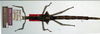 CollectionObject 1558923; 62814227-e3f2-455c-8010-c871cd6b6603: copyright NMW. female of synonym Haplopus obtusus (holotype). (CollectionObject).