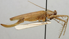 CollectionObject 1535207; b48c002c-6524-4fe9-a695-c76e009b76d3: female, lateral view (lectotype). (CollectionObject).