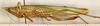 female, lateral view (syntype). Depicts CollectionObject 1589286; 5d66f540-8593-436e-896c-eaedeaf4092c, a CollectionObject.