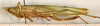 CollectionObject 1589286; 5d66f540-8593-436e-896c-eaedeaf4092c: female, lateral view (syntype). (CollectionObject).