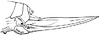 Chrysobliastes olivaceus (Caudell, 1918): Fig. 70 b. female ovipositor (26-28 mm). (Otu).