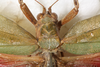 CollectionObject 1566622; NMW 22490, 1a262d33-a2b7-4f15-9acf-122f0353b572: female, head and pronotum, dorsal view. (CollectionObject).