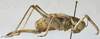 female habitus, lateral view (paratype). Depicts Mongolodectes kaszabi Bazyluk, 1972, an Otu.