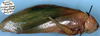 CollectionObject 1517372; a54f2edc-9111-400b-801b-d11788ecc413: male, lateral view (syntype). (CollectionObject).;CollectionObject 1517373; e6372d18-aaf7-4b62-acfa-cd7cb831531e: male, lateral view (syntype). (CollectionObject).