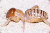 CollectionObject 2779869; CAS Entomology type 20139, 5c4c2193-b03f-48f5-879f-e1c47be39179: (CollectionObject).
