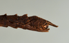 CollectionObject 1557494; 0d03674a-ddd1-4b95-b1d9-146dea69e66f: copyright USNM, Washington. (CollectionObject).