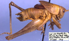 male, lateral view (paratype). Depicts Aglaothorax longipennis (Rentz & Weissman, 1981), an Otu.