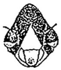 Head: !! display not done !! on Flexamia reflexa (Osborn & Ball, 1897): Face. (Observation).