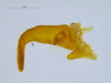 CollectionObject 2211897; 2807571c-9752-4305-8e6d-ef06258c1175: Male left cercus, lateral view, inner side. (CollectionObject).