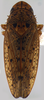 Habitus, dorsal view on Coarctana striata Domahovski & Cavichioli, 2023: Male holotype [DZUP]: habitus, dorsal view. (Observation).