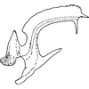 Aedeagus, lateral view on Diomma (Diomma) knighti Dworakowska, 1981: Aedeagus, lateral view. (Observation).