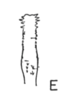 Aedeagus, dorsal view on Cyphonia intermedia Sakakibara, 1968: (Observation).