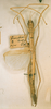 Graeffea integra Giglio-Tos, 1910: copyright MSNG. female (holotype). (Otu).