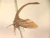 Hypsauchenia Germar, 1835: _Hypsauchenia hardwickii_. (Otu).