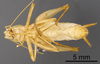 CollectionObject 1967348; e56c4af8-e986-4589-95eb-0338e709c221: Male, ventral view (paratype). (CollectionObject).