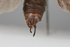 CollectionObject 1505753; b92c13b8-ff18-43fb-8d0d-5883deb1eff0: male, dorsal view (holotype). (CollectionObject).