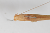 CollectionObject 1505829; 304351ea-b7ac-458b-80bb-ac4c68c7906f: Male, dorsal view (syntype). (CollectionObject).