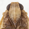 Head on Catonia haitiensis Dozier, 1931: (Observation).