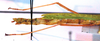 CollectionObject 1559575; 2b8d94e5-f5e3-473f-8212-f0d7519d2b50: copyright J. Bresseel. female: end of abdomen, lateral view (syntype). (CollectionObject).