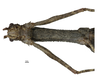 CollectionObject 1596257; 9dfcb0ca-1af0-4198-8a27-0d52024f92dc: copyright NKUM Nankai. female: head & thorax, ventral view (holotype). (CollectionObject).