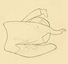 Male genital capsule, lateral view on Chinaia bella Bruner & Metcalf, 1934: Male spesimen: genital capsule, lateral view. (Observation).