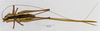 CollectionObject 1522118; a11b64c4-afc0-4cf5-a3a1-9406e6599570: female, dorsal view (holotype). (CollectionObject).