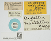 CollectionObject 1584014; 25924838-97b9-47f8-b60d-fac9cb2c9b4a, NHMUK019024467: labels (paratype). (CollectionObject).