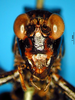CollectionObject 1521371; 6011bee6-010b-4b67-b803-2ff57a0f890f: female, frontal view (lectotype). (CollectionObject).